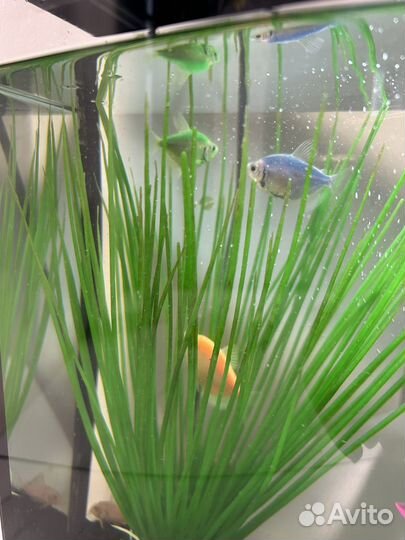 Аквариум с рыбками