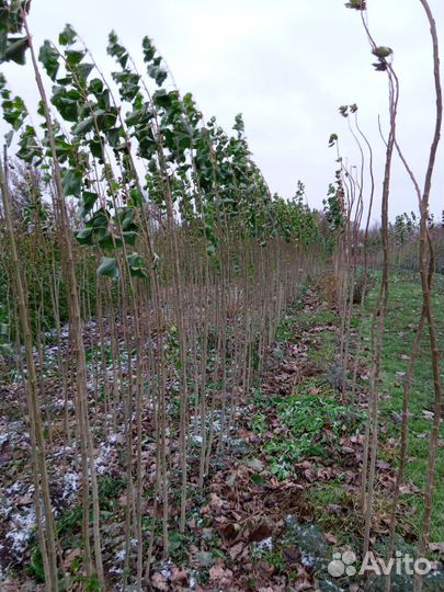 Тополь пирамидальный