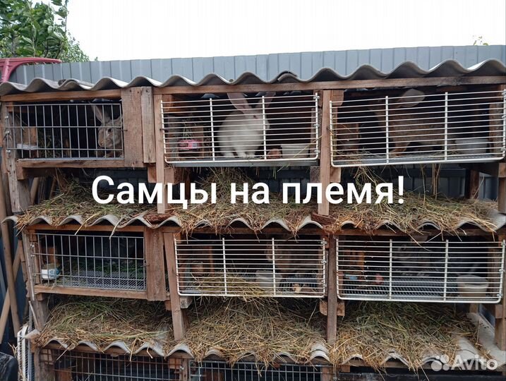 Кролики серый великан