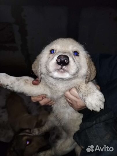 Щенки лабрадора бесплатно