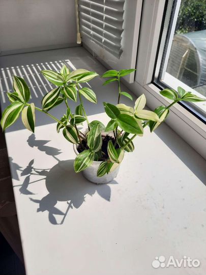 Традесканция белая