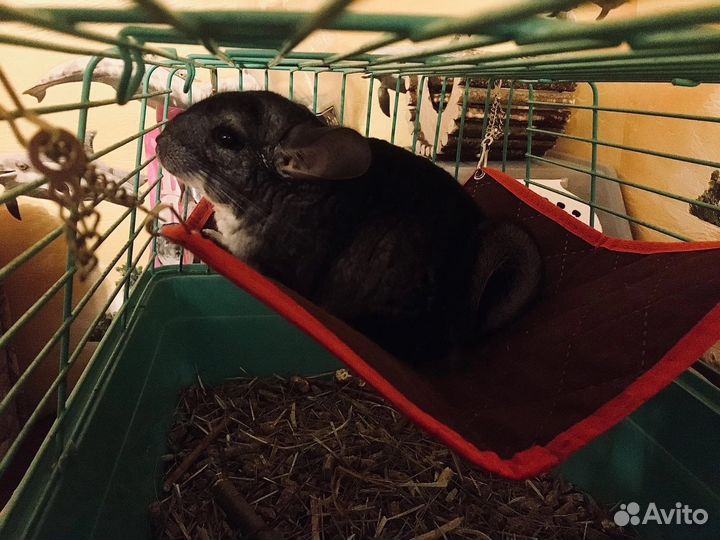 Шиншилла