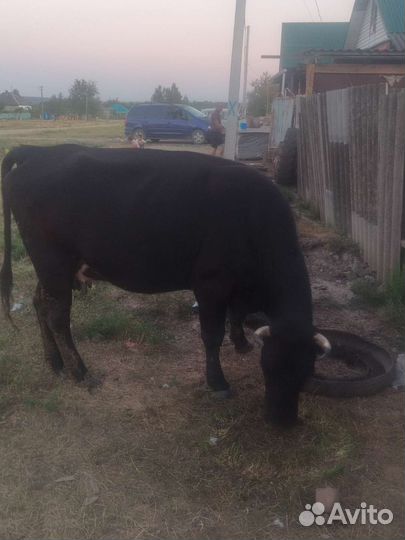 Корова дойная