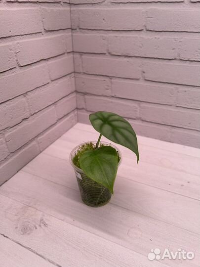 Алоказия Серебряный Дракон(Alocasia silver dragon)