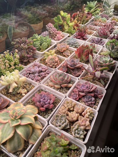 Суккуленты