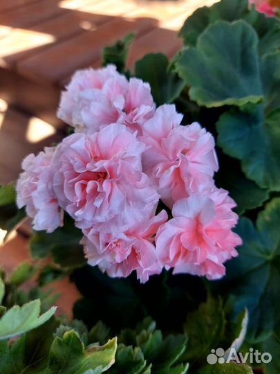 Пеларгонии сортовые