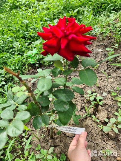 Саженцы роз