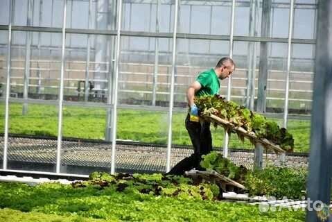 Разнорабочий