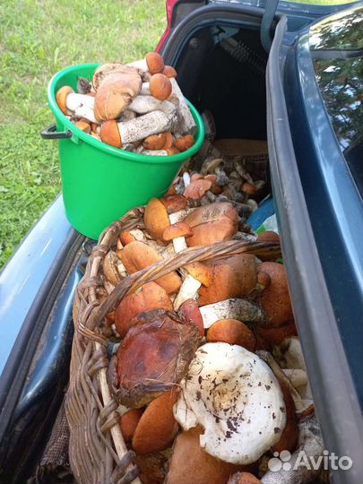 Грибы корзина свежие