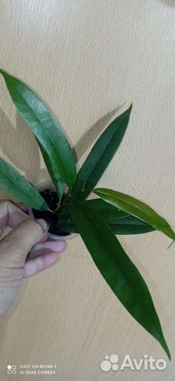 Фикусы разные