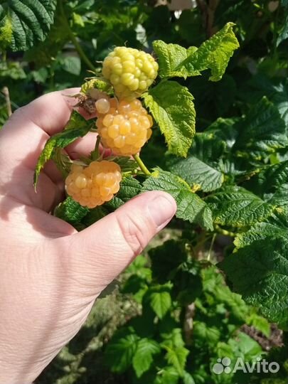 Малина желтая саженцы