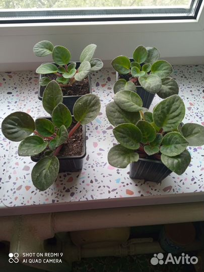 Комнатные растения