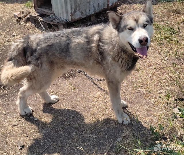 Добрый Волк ищет добрую семью