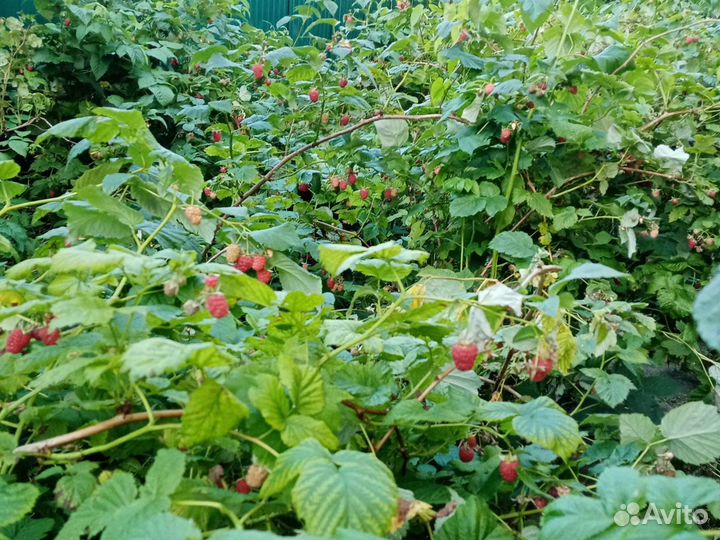 Саженцы желтой и красной малины