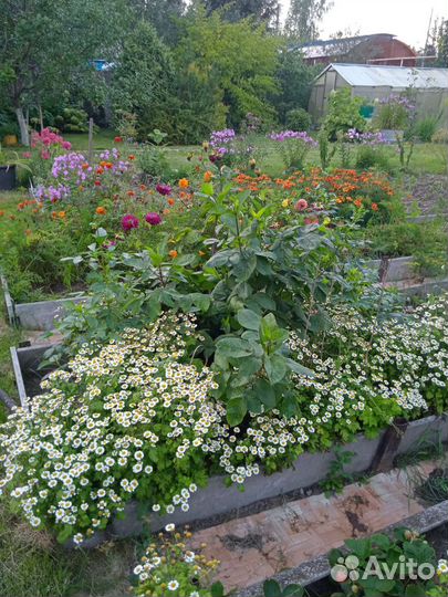 Девичья ромашка