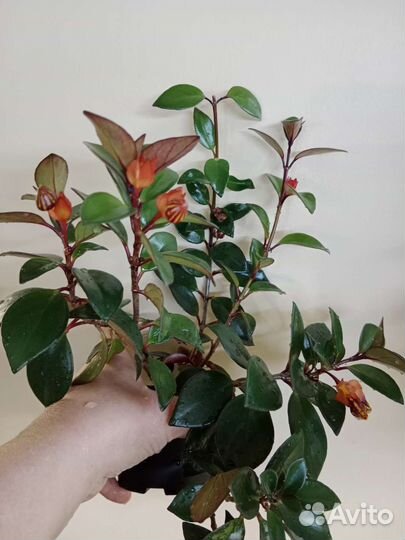 Комнатные растения