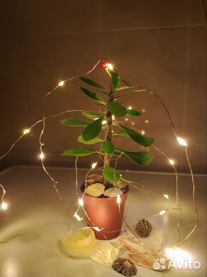 Комнатные растения: пересадка, консультации