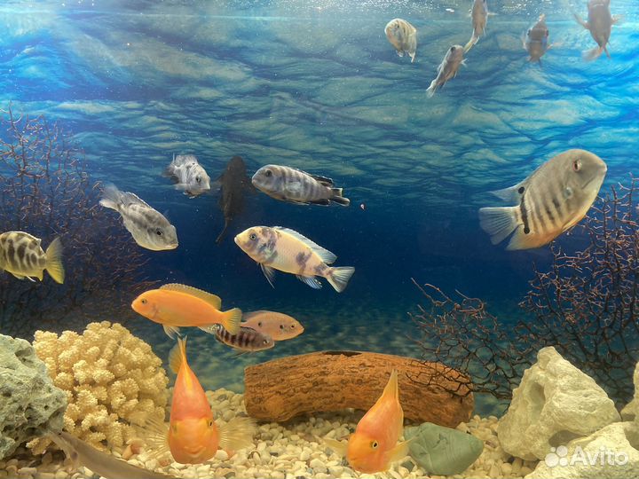 Аквариумные рыбы