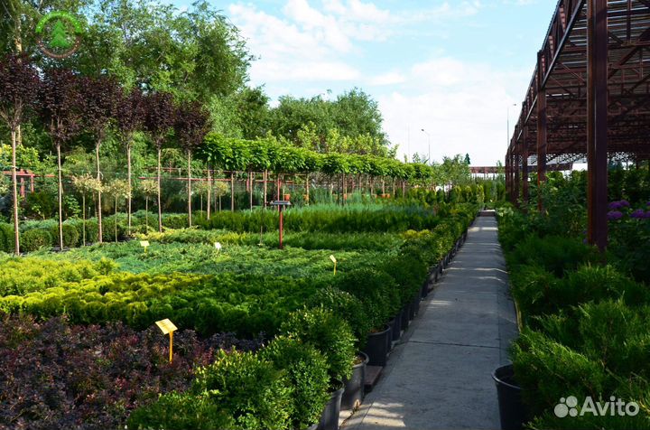 Декоративные растения для участка/кашпо