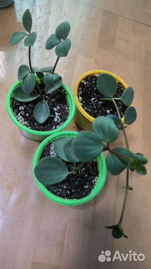 Пеперомия рейндроп и другие растения