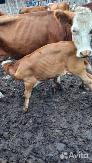 Коровы подсосные