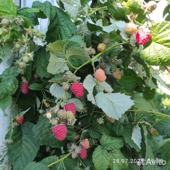 Саженцы малины