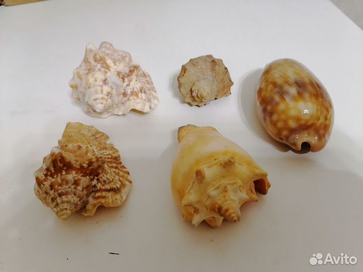 Ракушки морские (5 штук)