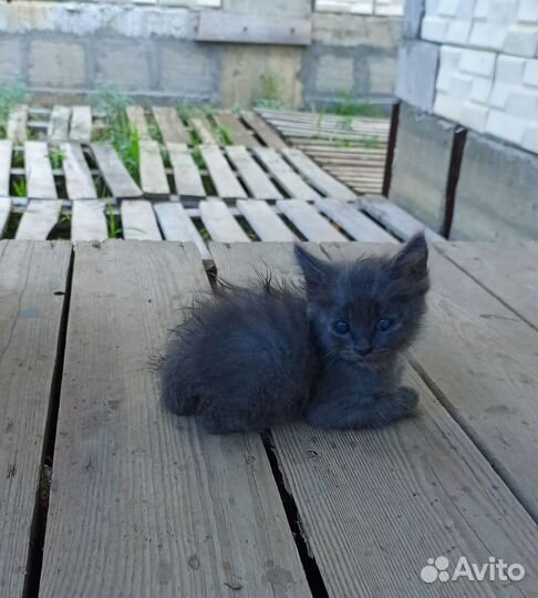 Котята мальчики в добрые руки