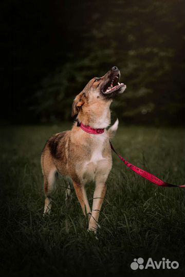 Собака бесплатно