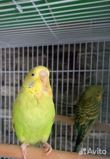 Волнистый попугайчик, птенец