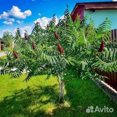 Саженцы сумах оленерогий-уксусное дерево