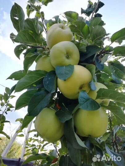 Саженцы яблонь