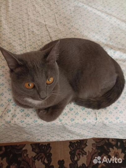 Красивая девочка