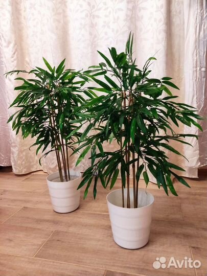 Пальма. Бамбук