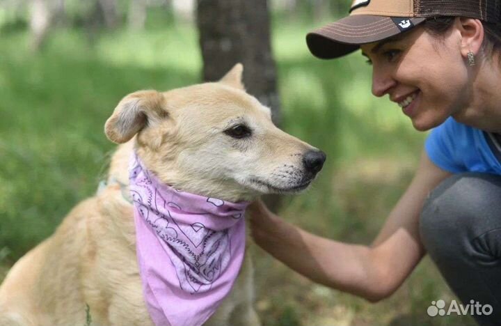 Добрая, нежная собака в заботливые руки