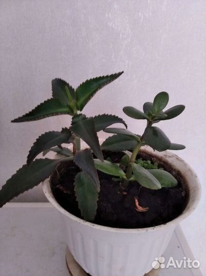 Каланхоэ лечебное