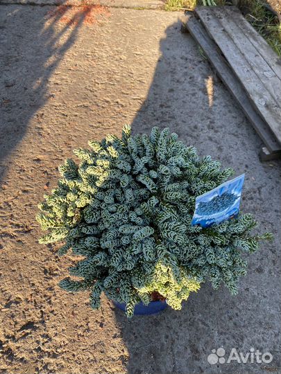 Пихта айсбрейкер