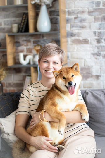 Питомник сиба ину щенки