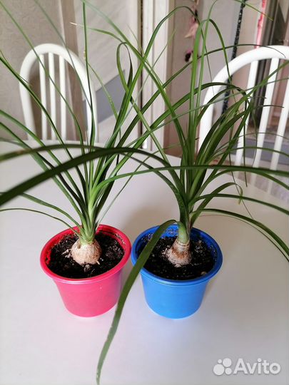 Домашние цветы