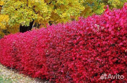 Дерен красный