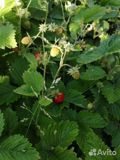 Земляника садовая