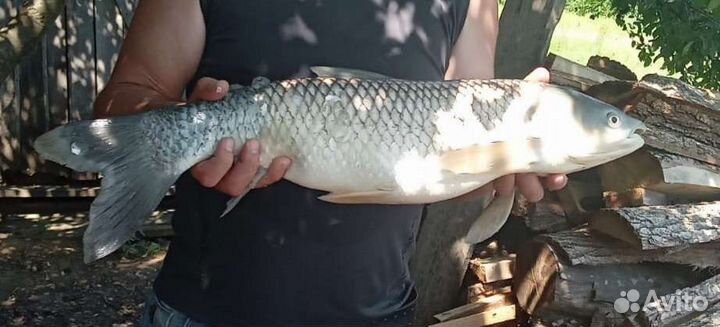 Платная рыбалка