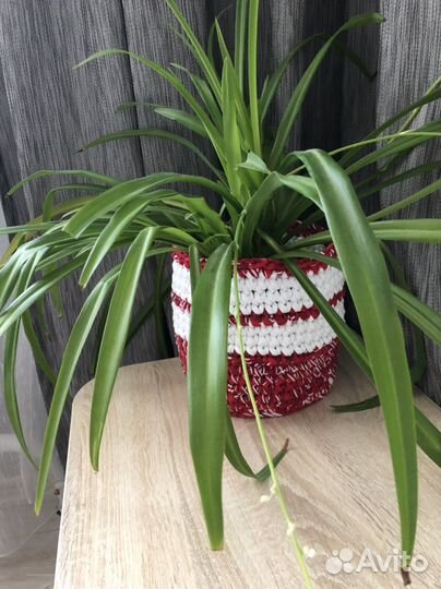 Кашпо горшок для цветов