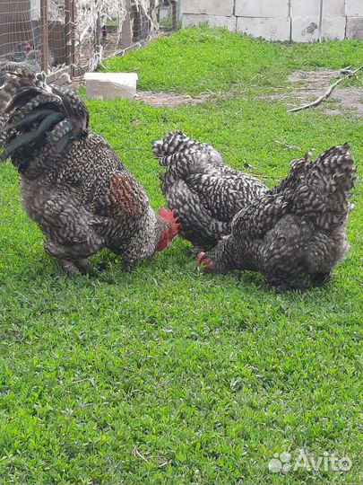 Инкубационное яйцо билефельдер