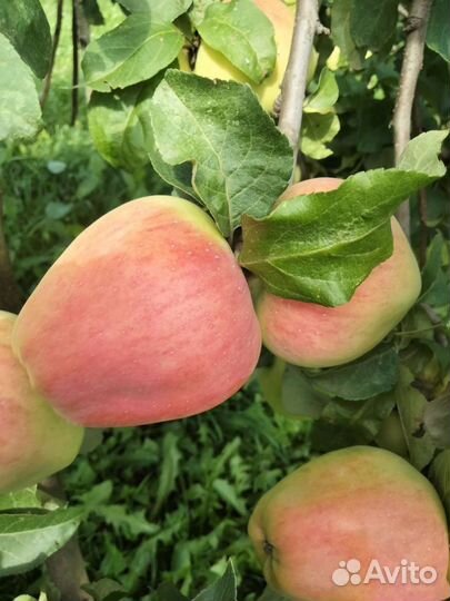 Фермерские продукты яблоки