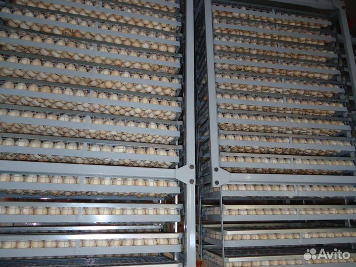 Инкубаторы Предварительный и Выводной Стимул