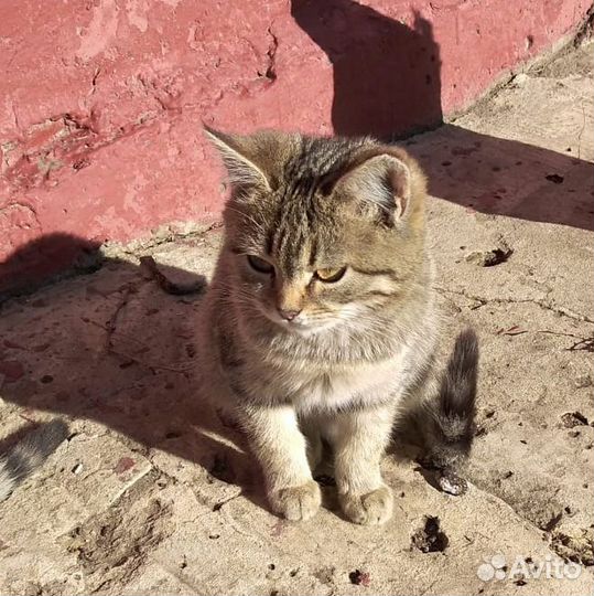Кошечки