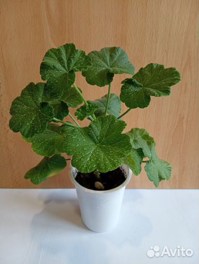 Герань белая, вишнёвая