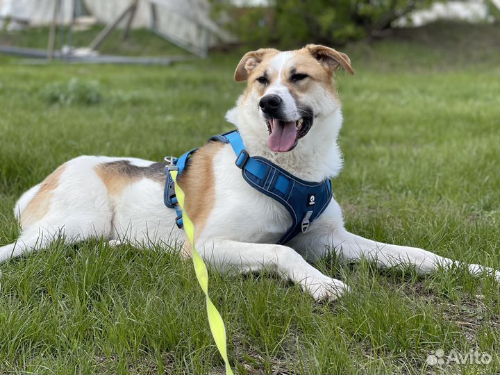 Купер. Славный пёс пропадает в приюте