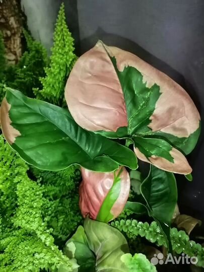 Сингониум, фикус, растения, цветы